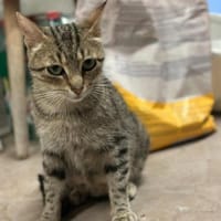 Tigermädchen Flia sucht ihre Familie, Katze zur Adoption
