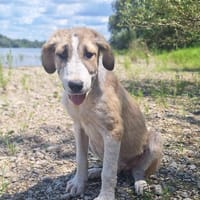 💕Hana💕 sucht ein schönes Zuhause, Hündin zur Adoption