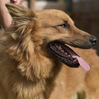 RUBBLE - wunderbarer, braver Schatz! 🥰, Hund zur Adoption