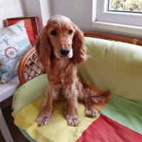 ❤Lora...sehr menschenbezogen & sozial, Hündin zur Adoption