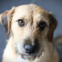 Kleine Penny- großes Glück!, Hündin zur Adoption