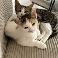 Unser süßes Pärchen Chupa und Nia, Kater zur Adoption