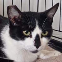 Mama WIlma und Sohn Edgar, Katze zur Adoption