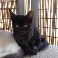 Branoic Panther im Miniatur Format, Kater zur Adoption