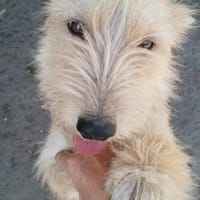 Super süße Cairnterrierhündin, Hündin zur Adoption