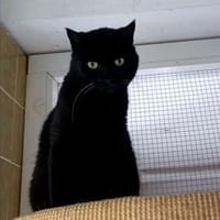 Melissa sucht ihre Menschen, Katze zur Adoption