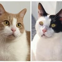 Julius und Oscar suchen zusammen, Kater zur Adoption