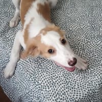 Pino, Hund zur Adoption