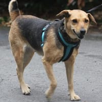 Lucia hat ein Herz aus Gold, Hündin zur Adoption