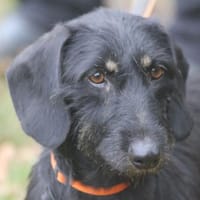 Lale ist ein echter Sonnenschein, Hündin zur Adoption