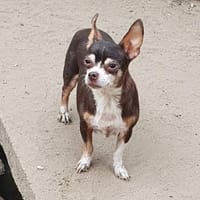Csili° in 65195 Wiesbaden, Hündin zur Adoption