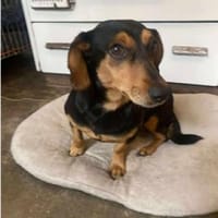 Paula°  in 33142 Büren, Hündin zur Adoption