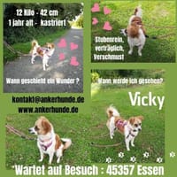 Vicky sucht ein neues Zuhause, Hündin zur Adoption