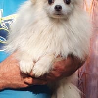Macho ° in 41472 Neuss, Hund zur Adoption