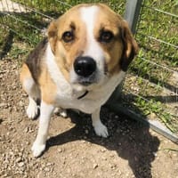 Simba - sensibler Rüde, Hund zur Adoption