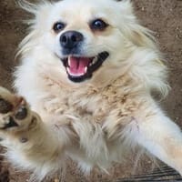 Maggie ° in 52391 Vettweiß, Hündin zur Adoption