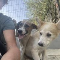 Tajo - kl. Mann mit großem Herzen, Hund zur Adoption