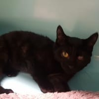 PHILOU         CT, chat à adopter