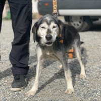 HARLEY, chien à adopter