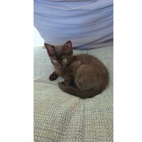 ATHENA FR LISA, chatte à adopter