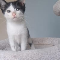 RONDOUDOU, chat à adopter