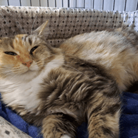 ACHKA (dossier en cour), chatte à adopter