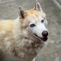 Harlem, chien à adopter