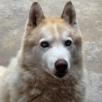 Harlem, chien à adopter