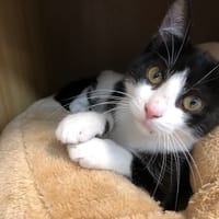 MOSHI, chatte à adopter