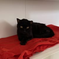 CASA (réservée), chatte à adopter