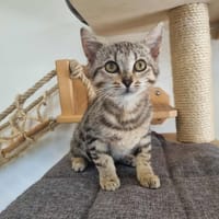 Anita, chatte à adopter