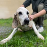 HUGUETTE, chienne à adopter