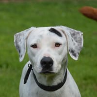 WHIPETT CHAO, chienne à adopter