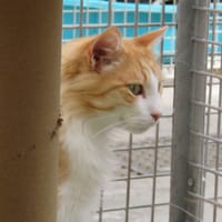 JOAO, chat à adopter