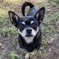 CANELLE (Réservée), chienne à adopter