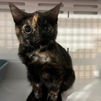 HARPER (réservée), chatte à adopter