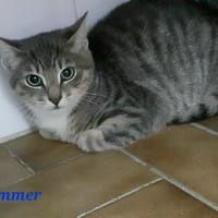 Hummer, chat à adopter