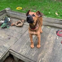 Sanka [Chiot], chienne à adopter