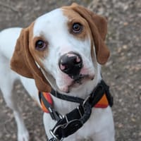 VICKY, chien à adopter