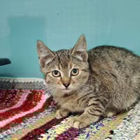 Tiben, chatte à adopter