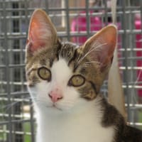 FILOU, chat à adopter