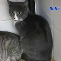 Rolls, chat à adopter