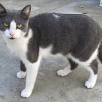 ROCKALILI (Réservée), chatte à adopter