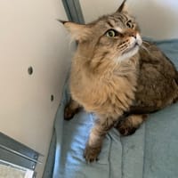 Shibi, chat à adopter