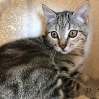 LANCELOT, chat à adopter