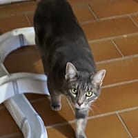 EASY, chat à adopter