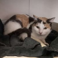 SUNNY, chatte à adopter