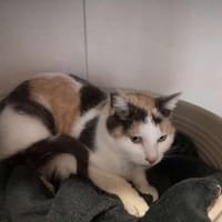 SUNNY réservée, chatte à adopter