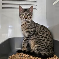 Zyra, chatte à adopter