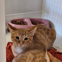GAROU, chatte à adopter